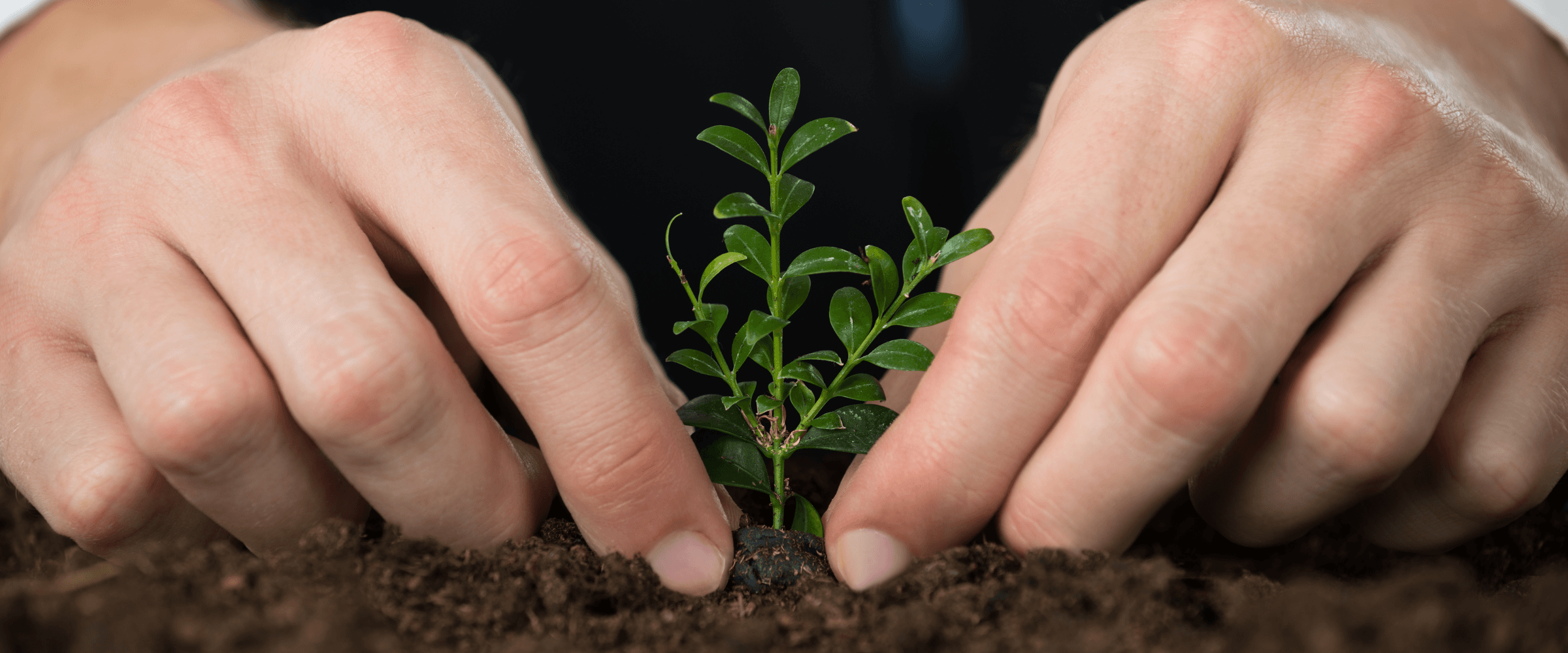 Business Man hands planting a small tree.